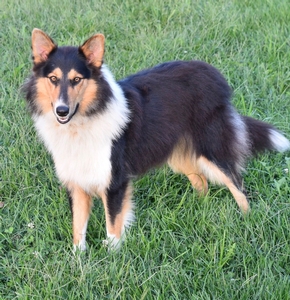 Grant's Cherokee of Stillwaters