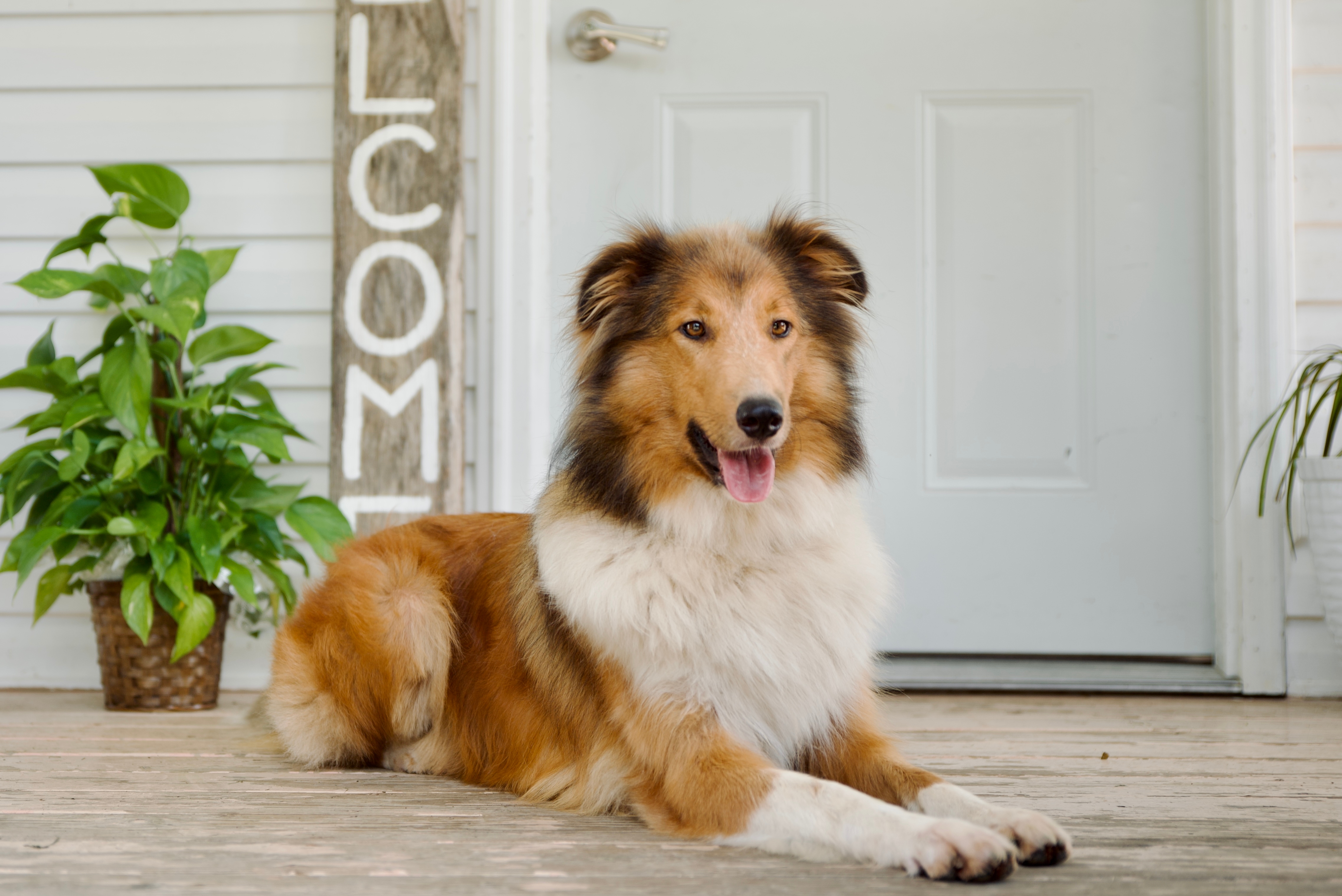 Stillwaters Bonnie Lass