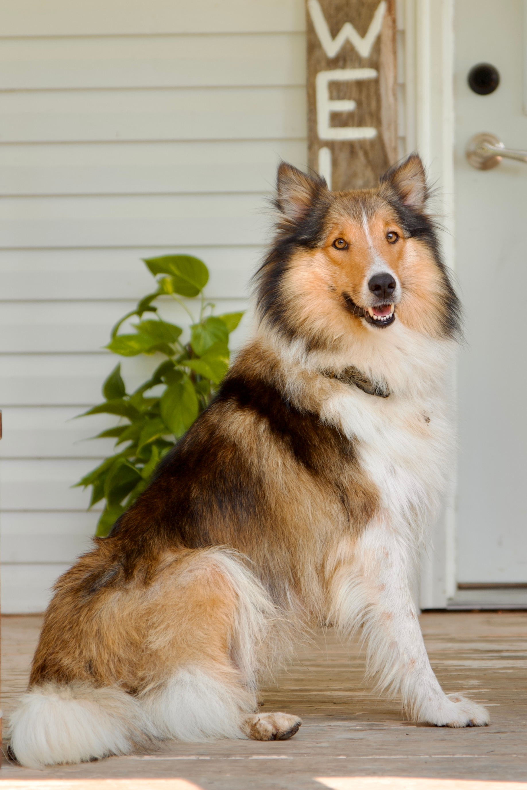 Grant's Flicka of Stillwaters