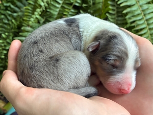 Silver Fern
