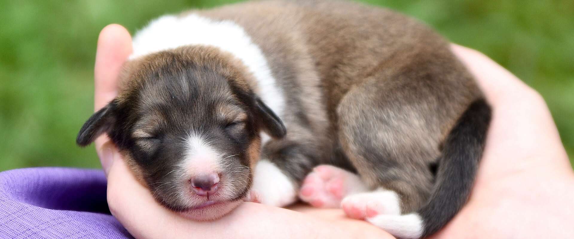 Our Puppies For Sale