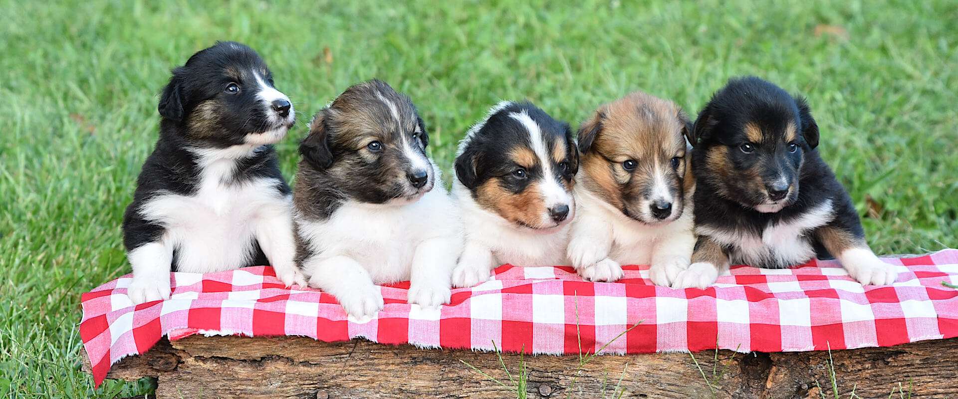 Stillwaters Heritage Farm Sold Litters