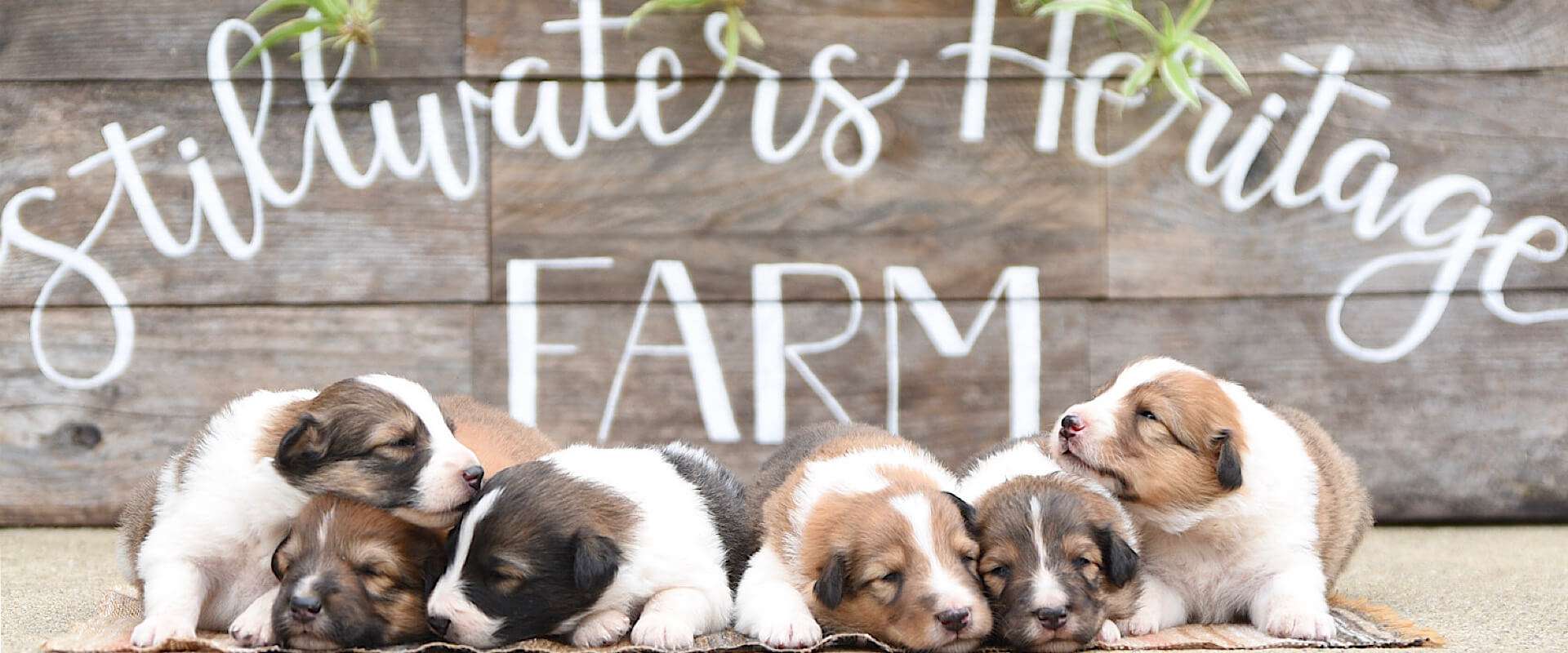 Our Litters at Stillwaters