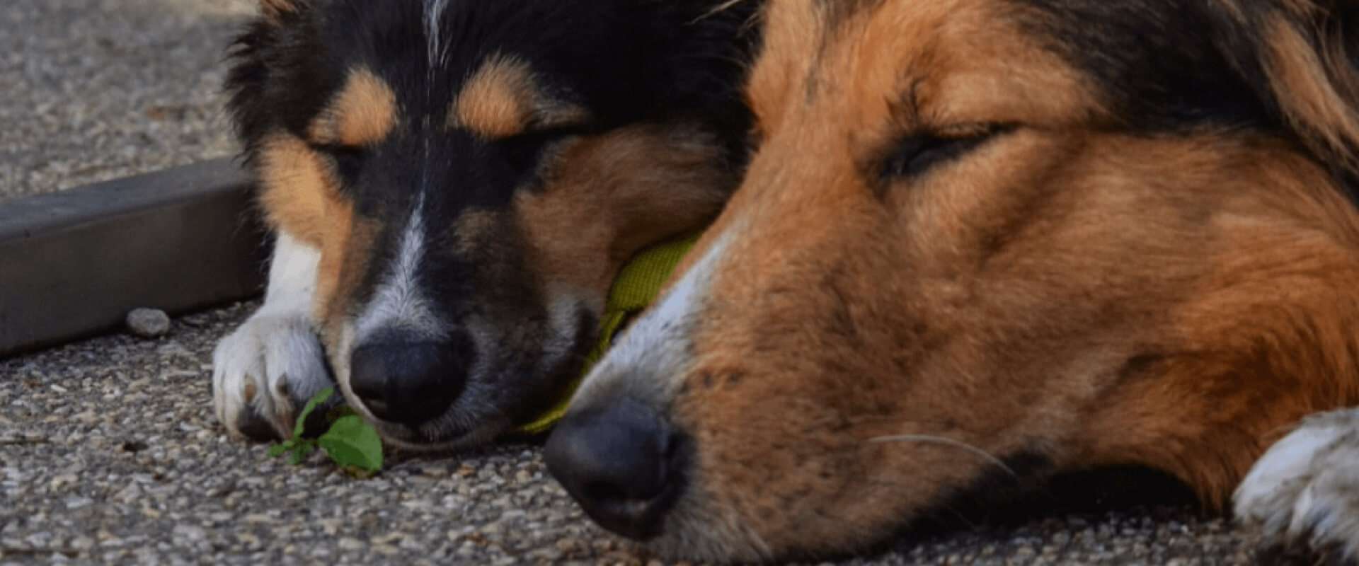 Stillwaters Heritage Farm Testimonials