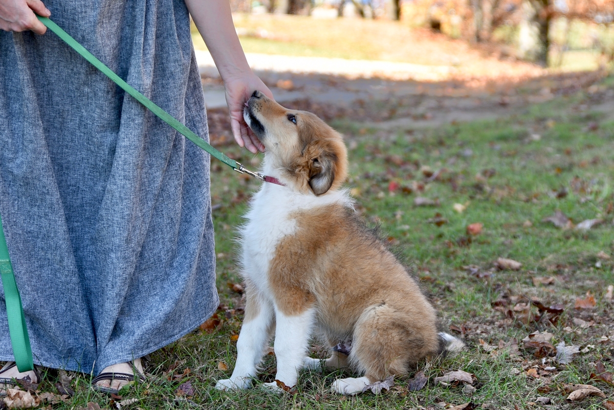 Scotch Collie puppy leash training