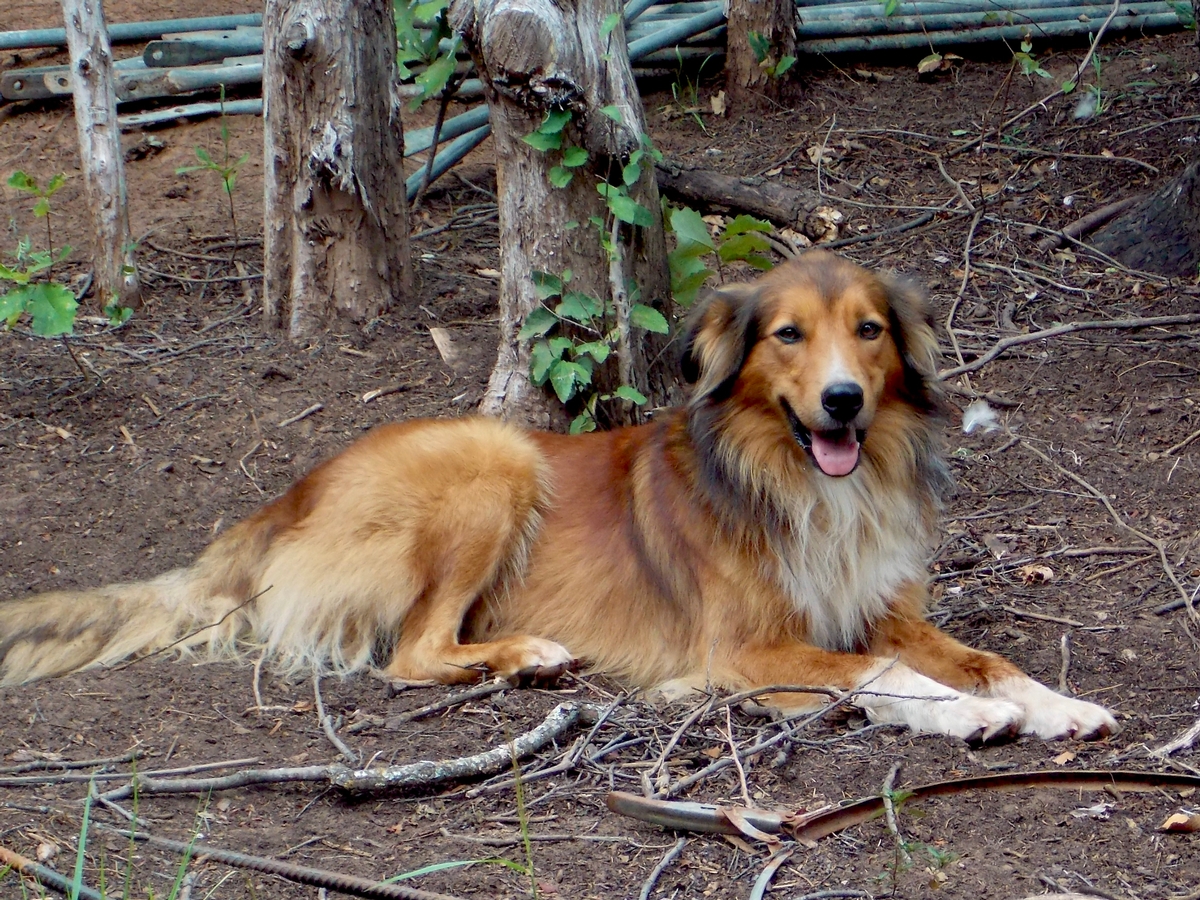 Faithful Companions for Generations