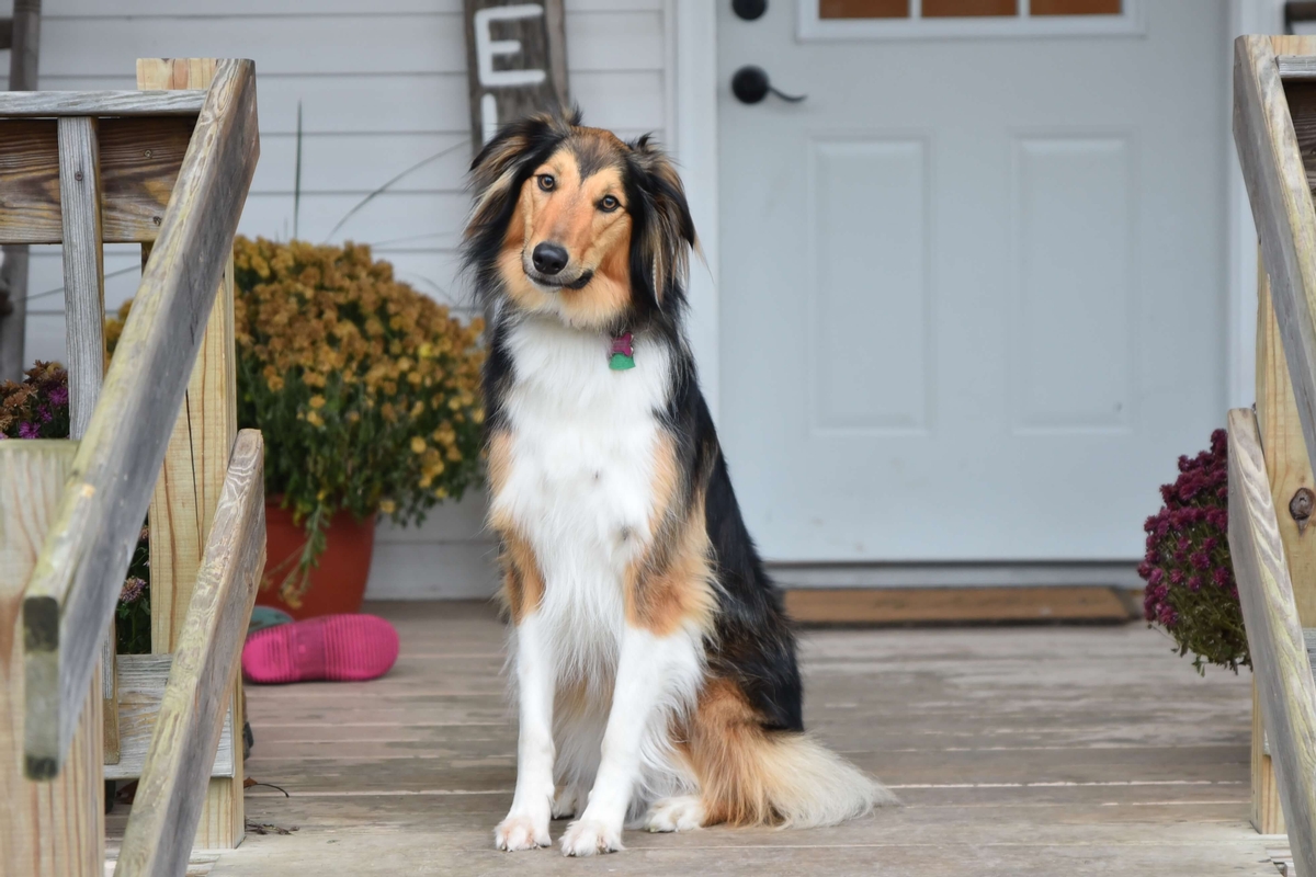 The Revival of a Heritage Breed