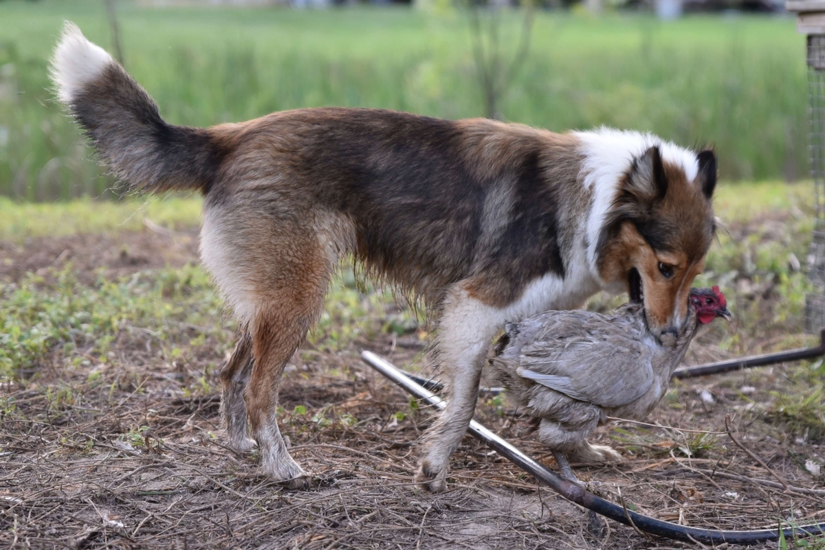 Life on Our Indiana Homestead