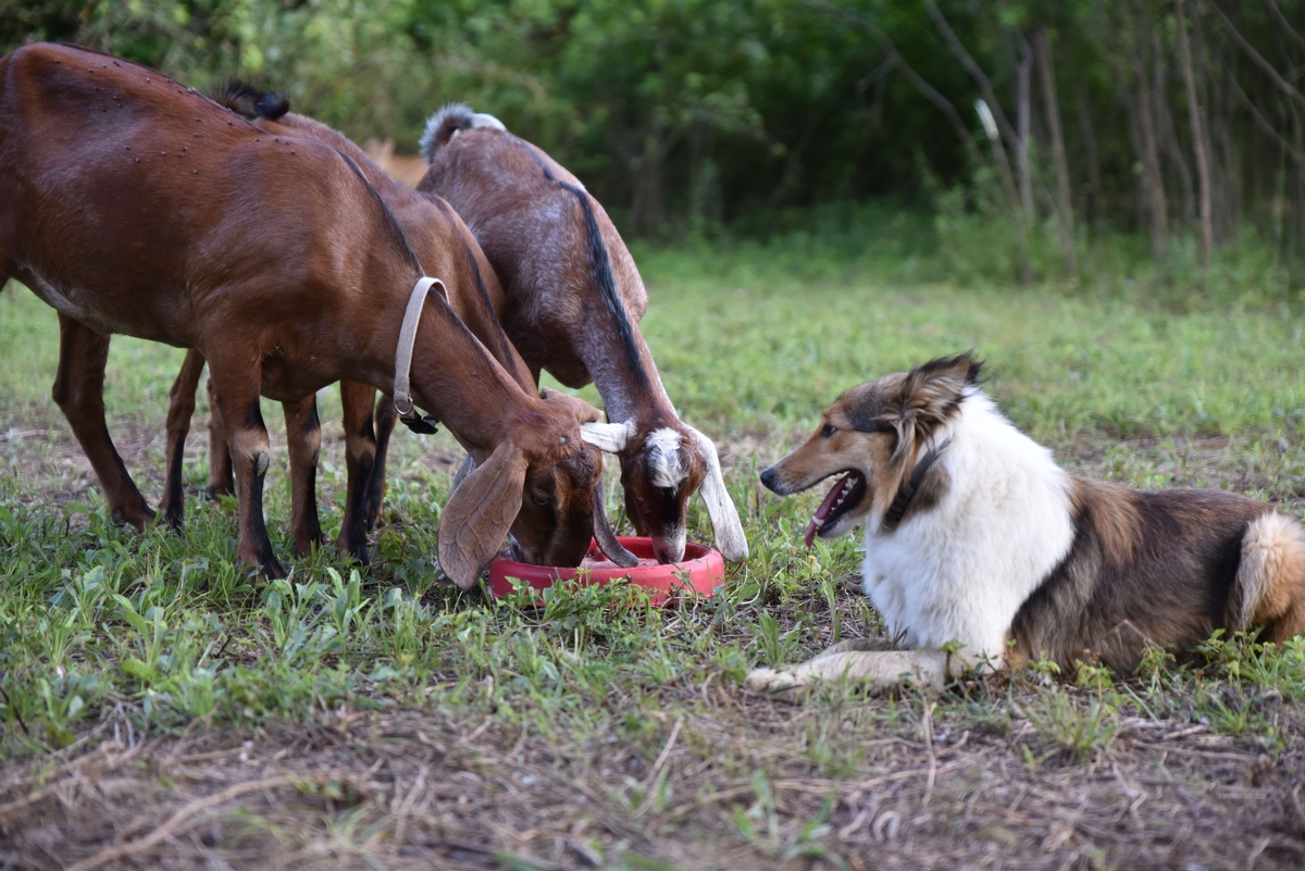 A Peaceful Haven for Old-Time Scotch Collies