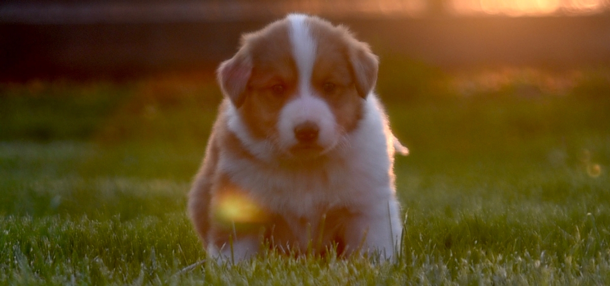 A Peaceful Haven for Old-Time Scotch Collies