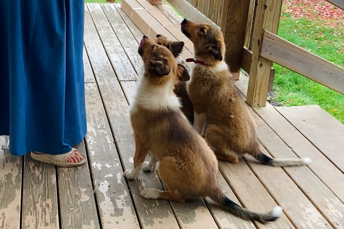 Breeding with Purpose