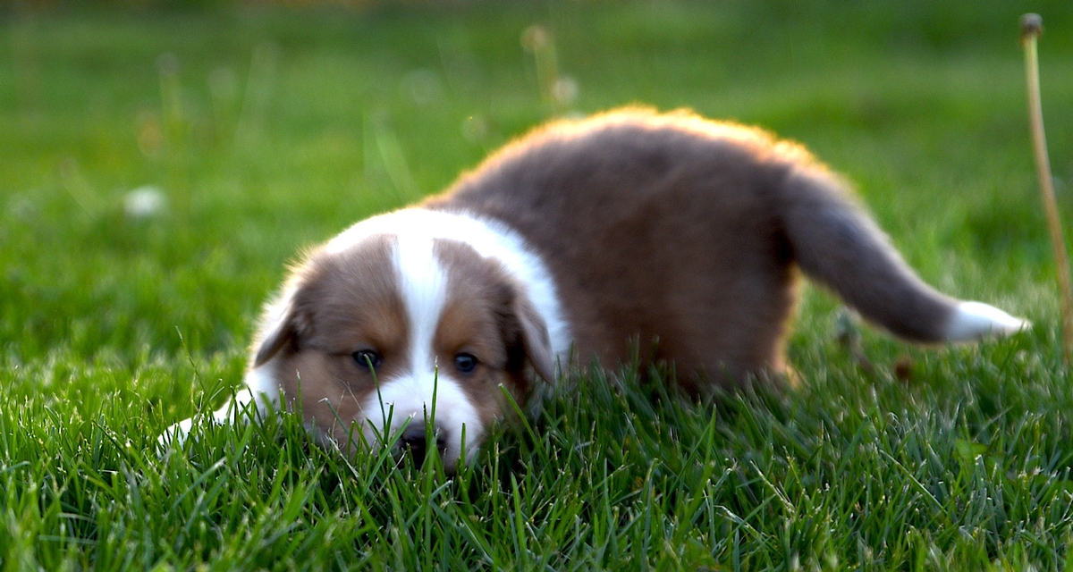 Preservation with a Purpose