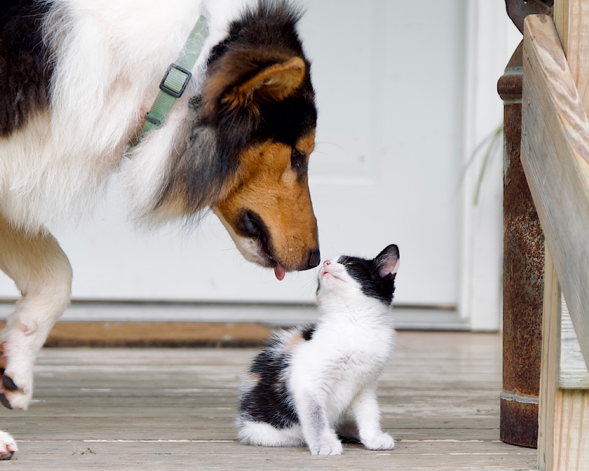 Scotch Collies, A Friend for Life Scotch Collies, A Friend for Life
