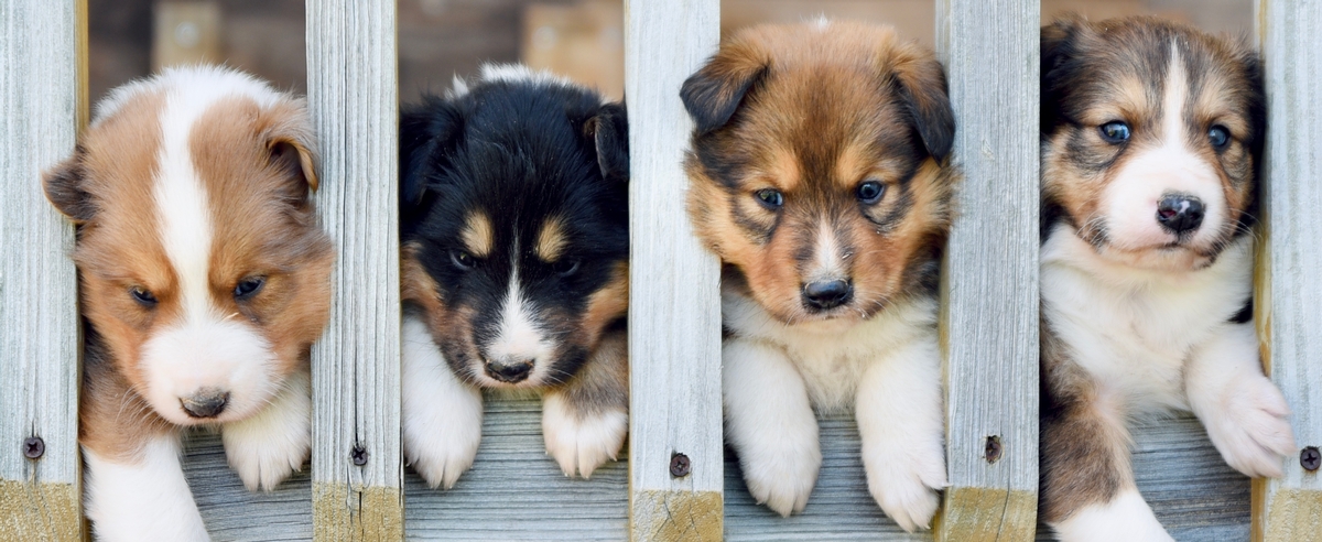 Health Testing and Early Training