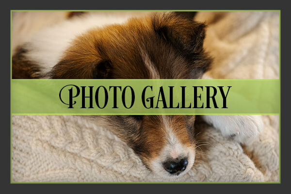 Photo Gallery Photo Gallery