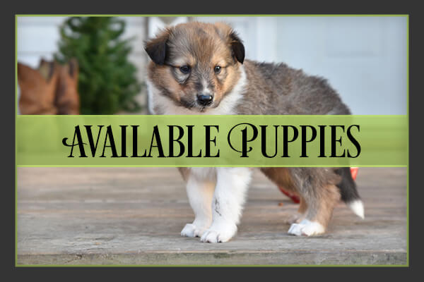 Available Puppies Available Puppies