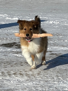 Tillie playing fetch in Alaska