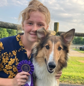 Scotch Collie Puppies