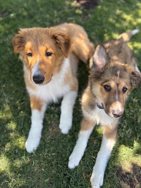 Indy & Meadow